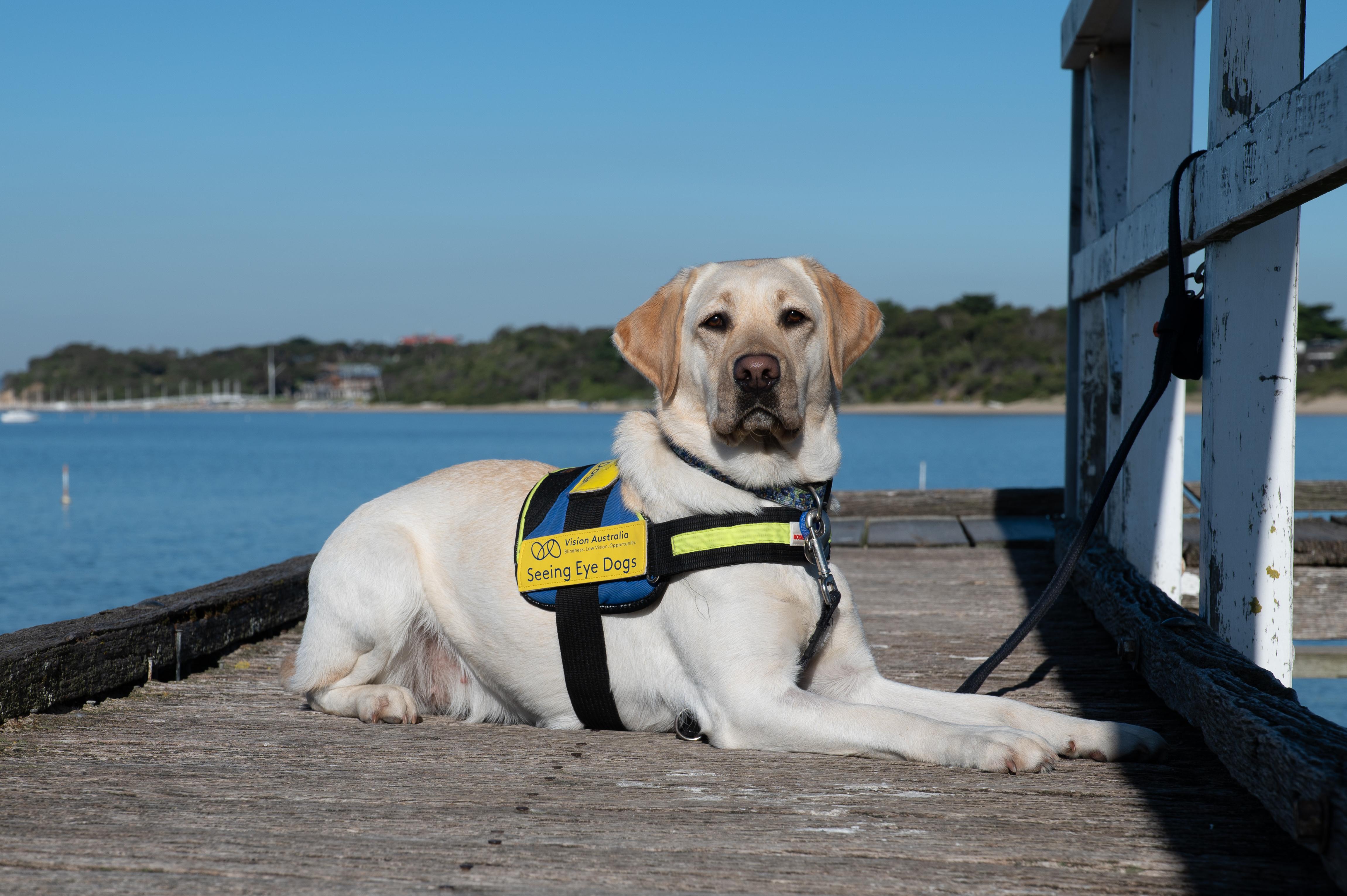 Vision Australia Seeing Eye Dogs photo