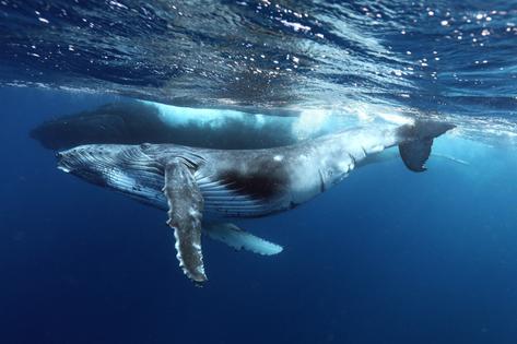 Sea Shepherd Australia Photo