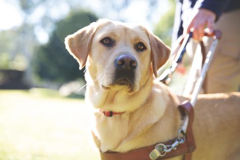 Guide Dogs Victoria Photo