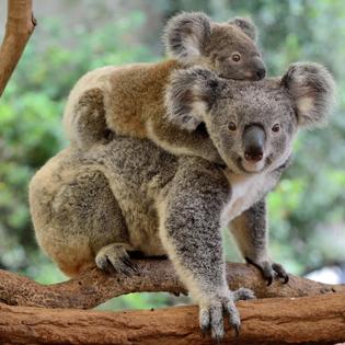 World Wide Fund For Nature Australia Photo