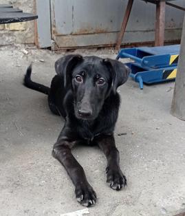 Dog Rescue Inc Photo