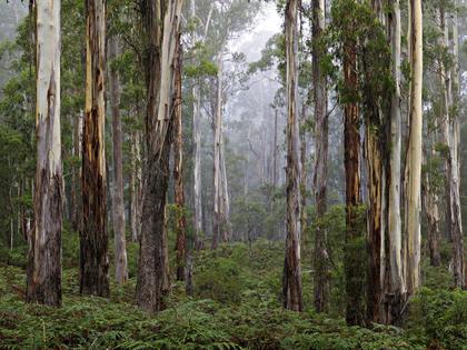Nature Conservation Council NSW Photo