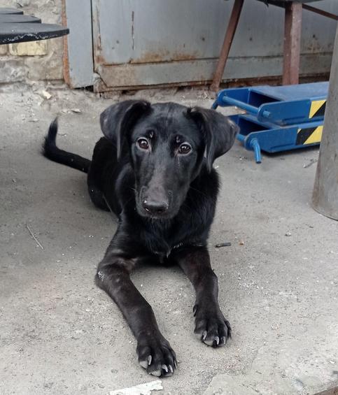 Dog Rescue Inc Photo