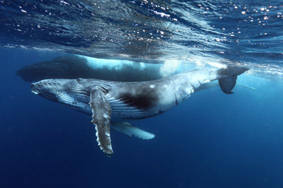 Sea Shepherd Australia Photo