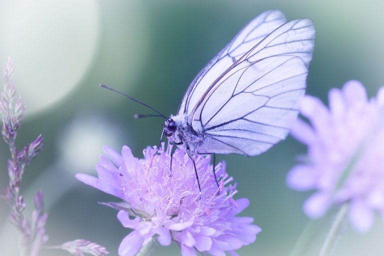 Butterflies: Their significance after a loved one passes away